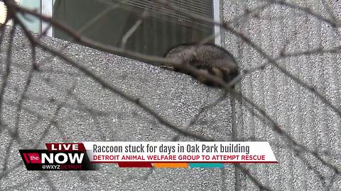 Raccoon stuck for days in Oak Park building