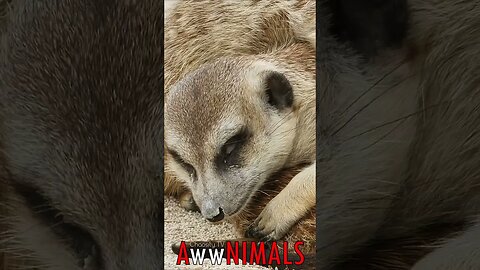 🤗 #AwwNIMALS - Sleeping Meerkats 💕