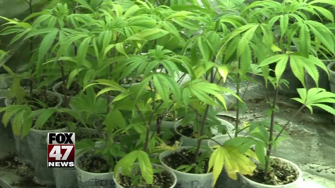 Unlicensed pot shops could soon reopen