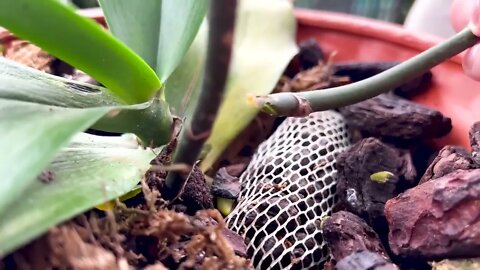 How to make and take care orchids at home