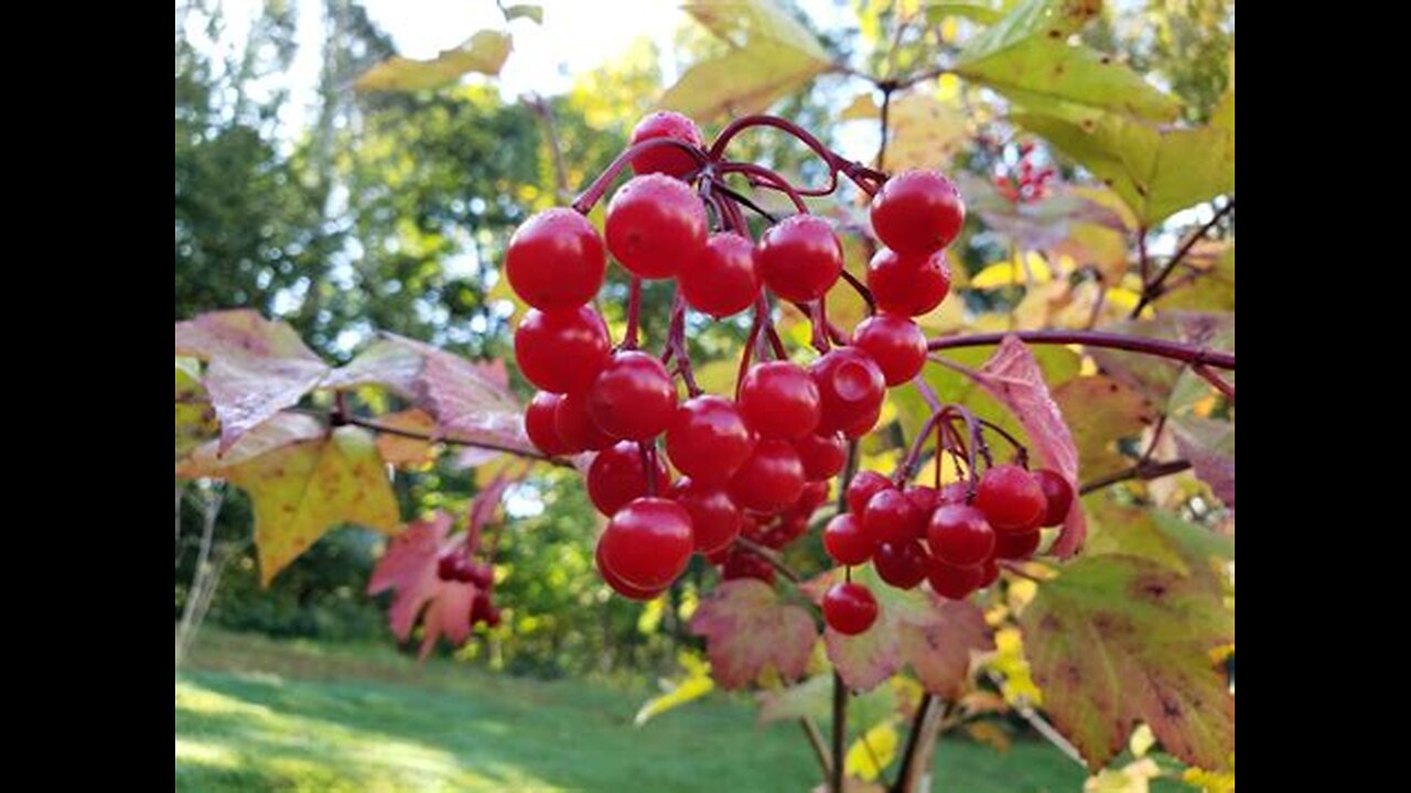 American Cranberry