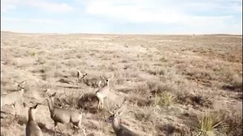 Mixture of mulie and whitetail