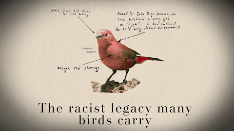 HIGHLIGHTS - Breaking! Racist Bird Watching Threatens America!