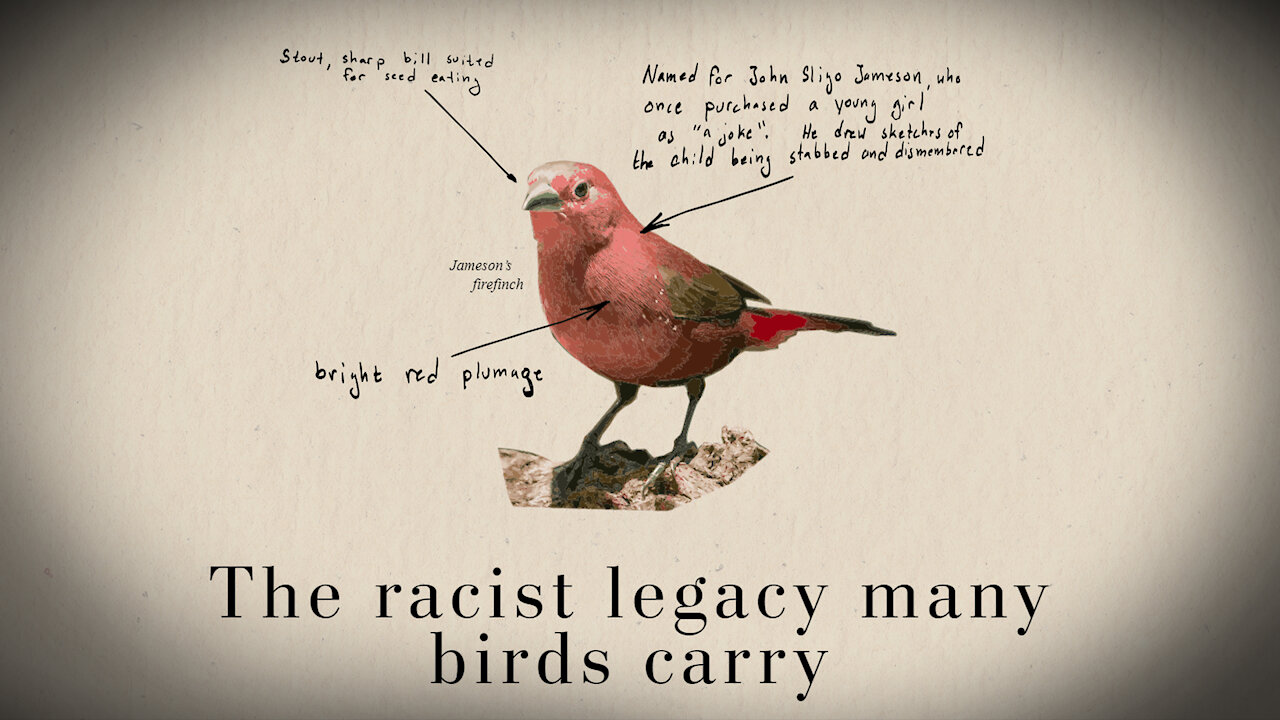 HIGHLIGHTS - Breaking! Racist Bird Watching Threatens America!