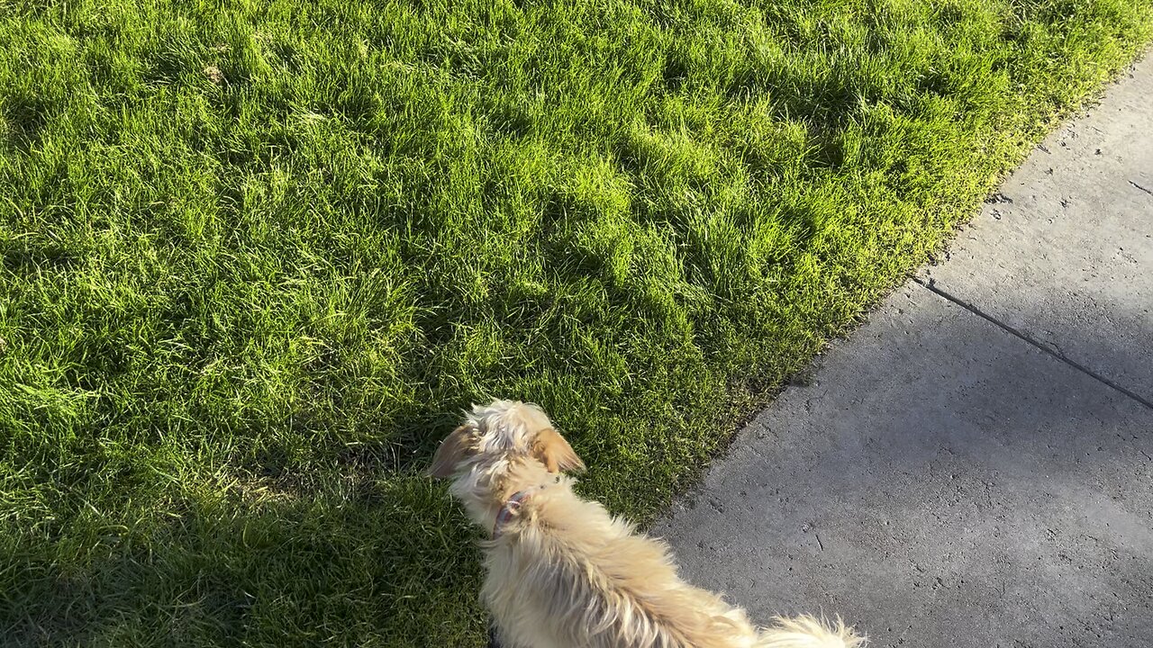 Clemson on a Walk