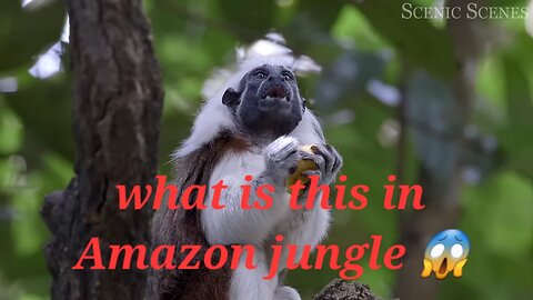 Mysterious amazon jungle 😳😳👇👇👇👇