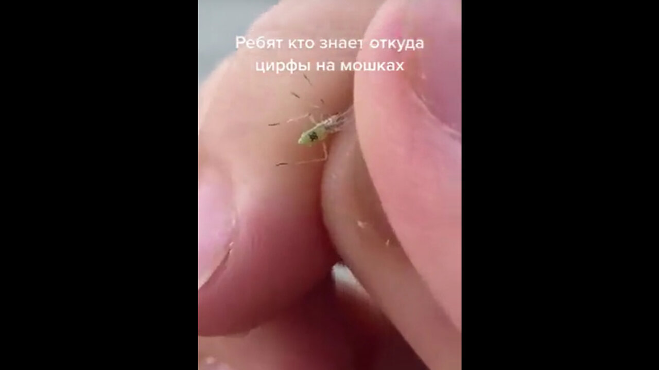 Numbered Insects ... Delivery Systems / Spy Systems