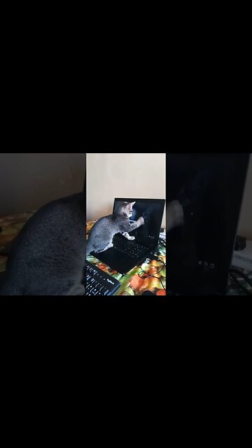 Cat checking out my laptop, scratching the screen. #catplaying