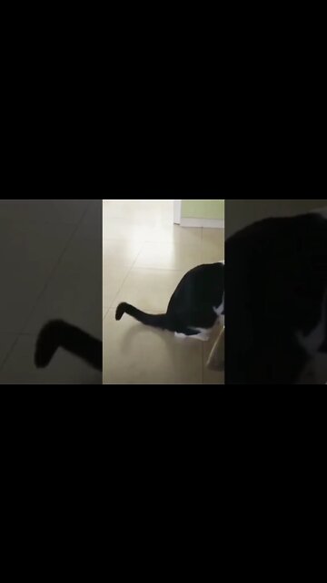 How to break your cat 101...🐈🐞😂😂 #shorts