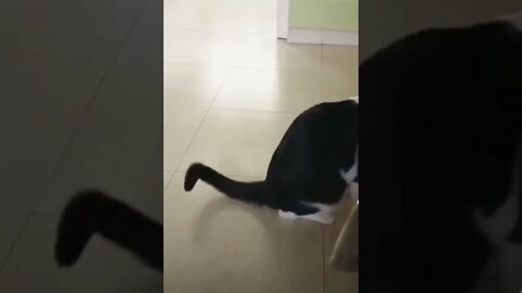 How to break your cat 101...🐈🐞😂😂 #shorts