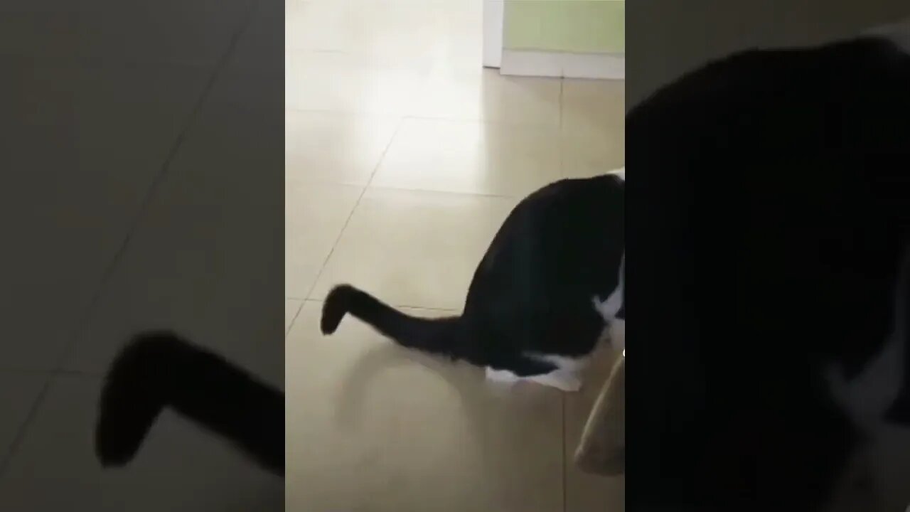 How to break your cat 101...🐈🐞😂😂 #shorts