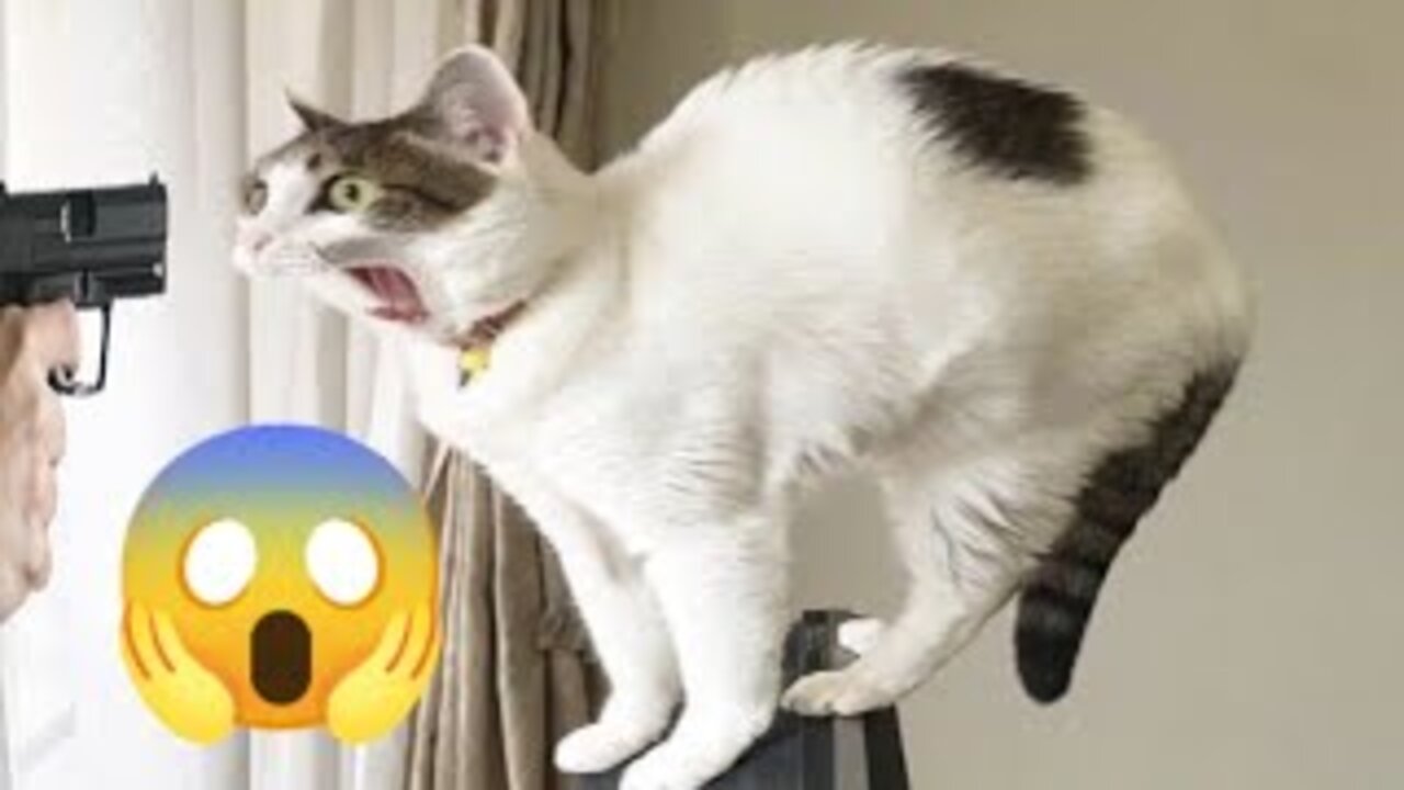 Funny cat videos | Funny animal videos | cat | dog -Aarzoo 😻🐶