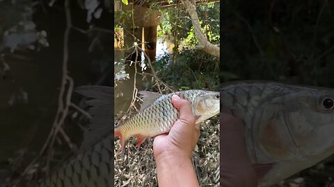 River fish caught by finishing net #shorts