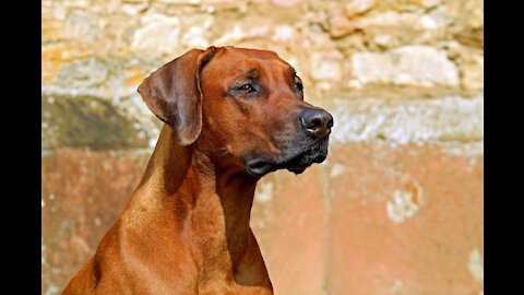 Guard Dog Training Tutorial