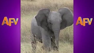 AFV's Funniest Elephants