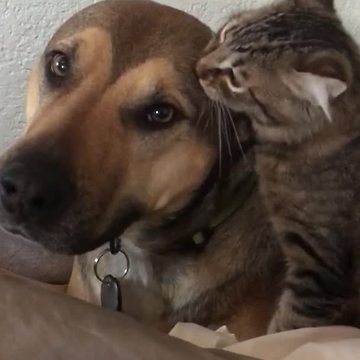 Cat And Dog Are Best Friends