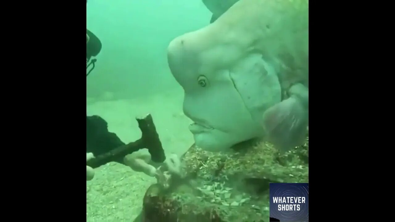 Impatient Funny Eyed Fish can't wait for Food #shorts #food #funny #sea #fish