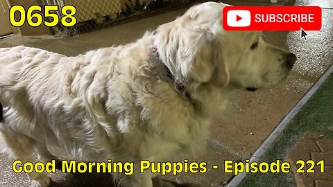 [0658] GOOD MORNING PUPPIES - EPISODE 221 [#dogs #doggos #doggies #puppies #dogdaycare]