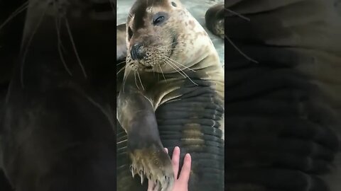 Wow, this guy got a thirty-pack...🦭😉😅