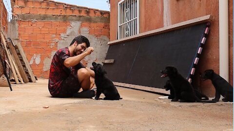 ACABOU DE CHEGAR UMA MATILHA DE FILHOTES PARA ADOÇÃO pack of dogs