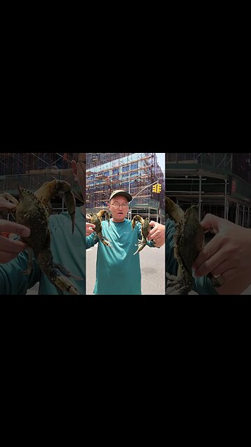 Which Ones Bigger? Uber Eats Stories from Da Hood Brooklyn #bluecrab