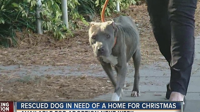 Abandoned dog needs new home for Christmas