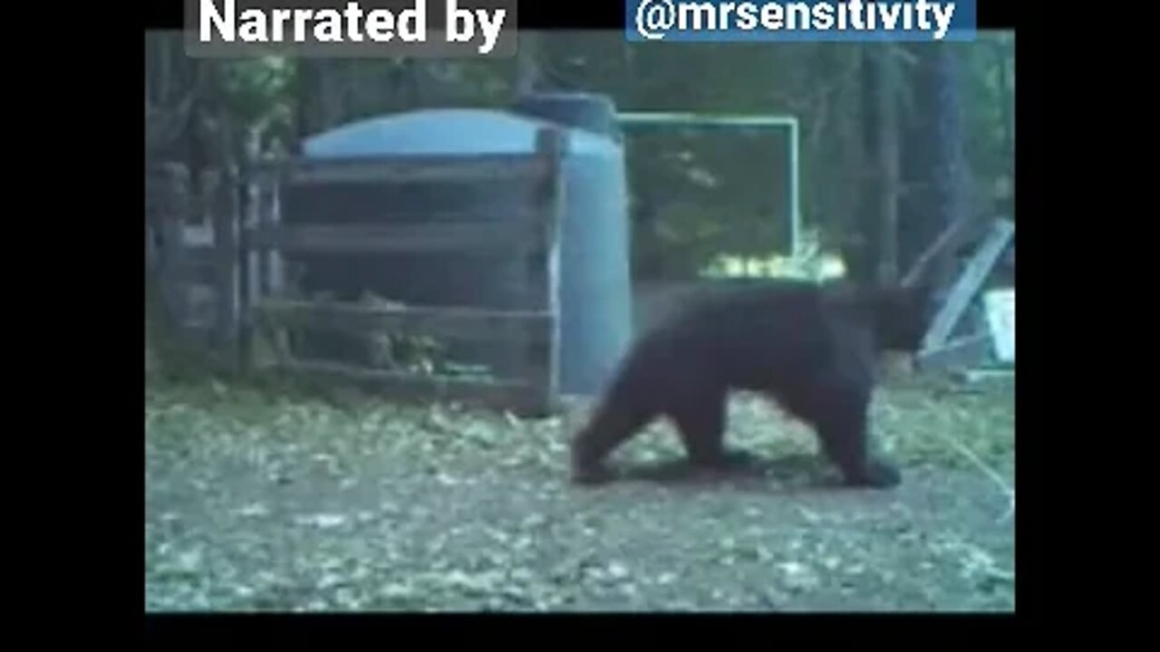 Annoying Bear Hit in the Nuts #bear #funny #nuts