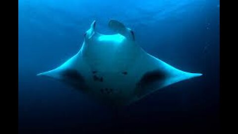 the secrets of the seabed, see the giant stingray and lots of colorful fish