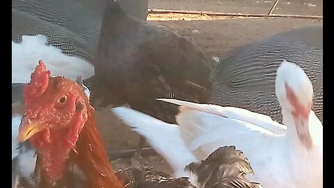 When it's time to eat, anything goes, even pecks!