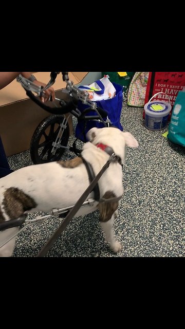 Disabled dog excited for brand new wheelchair