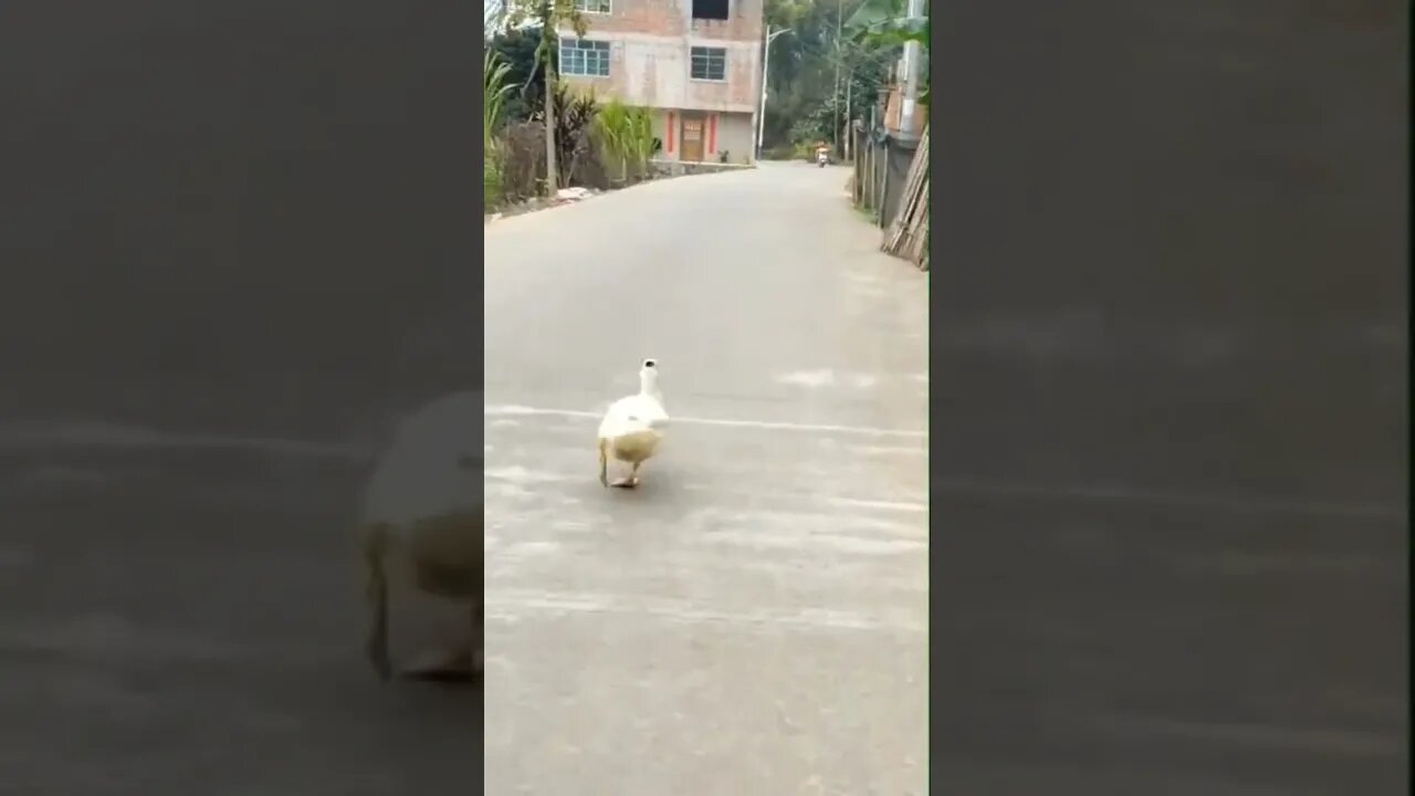 The Duckwalk 👠💄💎🦆😁 #shorts #catwalk #animals