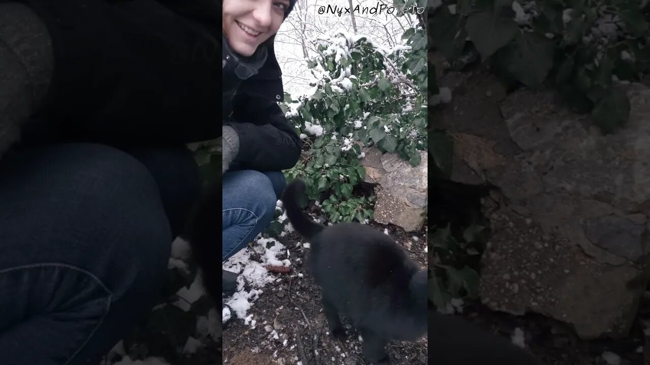 Heartwarming Stray Cat Head Bumps: A Tale of Affection 🐱