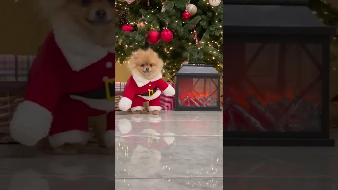 😂 cute dog video 😂, part 105 #shorts