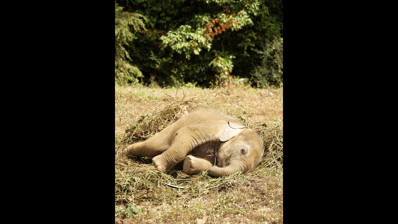 baby elephants fighting