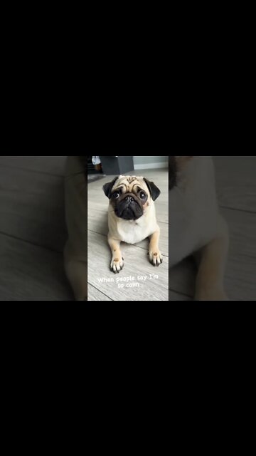 Angel 😇 vs devil😈 #puglover #pug #puglover #shorts