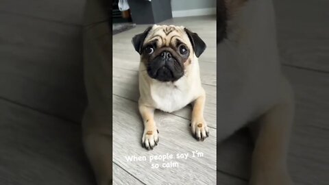 Angel 😇 vs devil😈 #puglover #pug #puglover #shorts