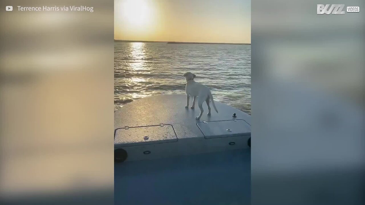 Ce chien transforme un coucher de soleil magnifique en un moment hilarant