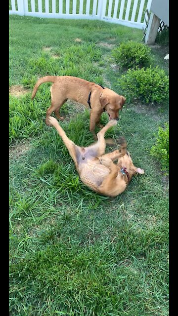 Golden Retriever and Red Lab Playing!