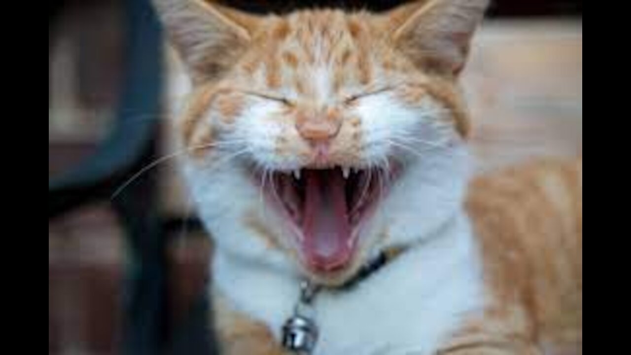 I doubt you don't laugh with these cute and cute cats!!!!!!!