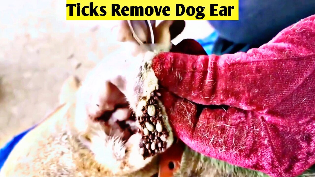 Removing Monster Tick From Helpless Dog Ear | Animal Rescue Video