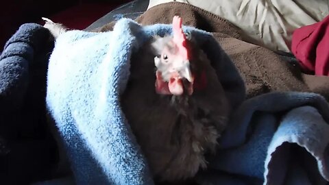 Prayers request for my sick Hen, God bless.