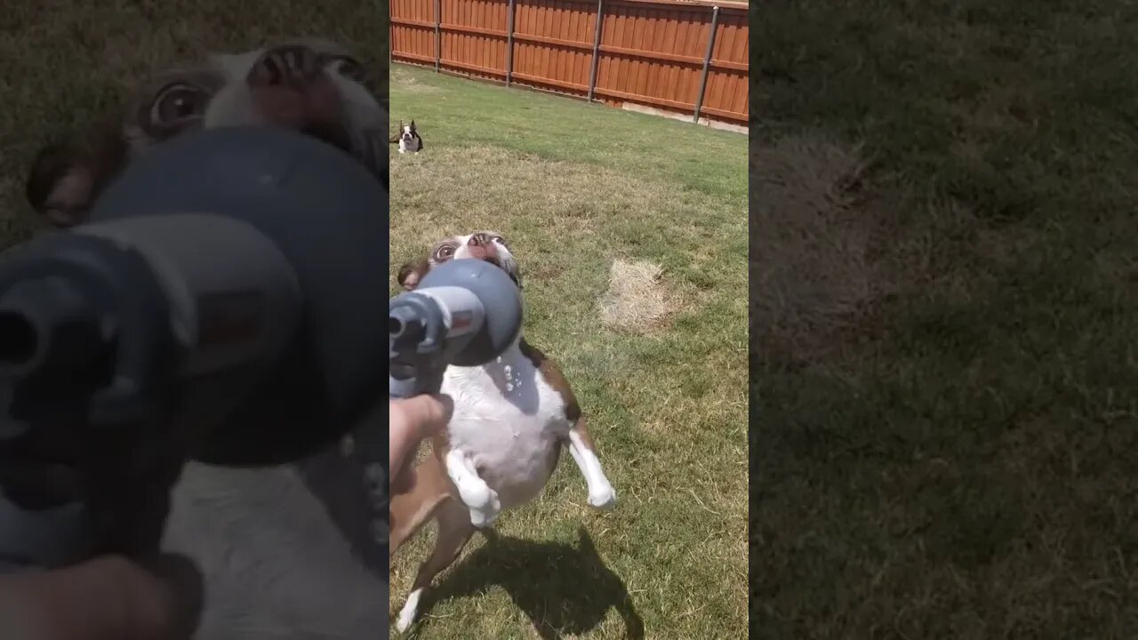 Hilarious Tiktok Dog loves water spray #shorts