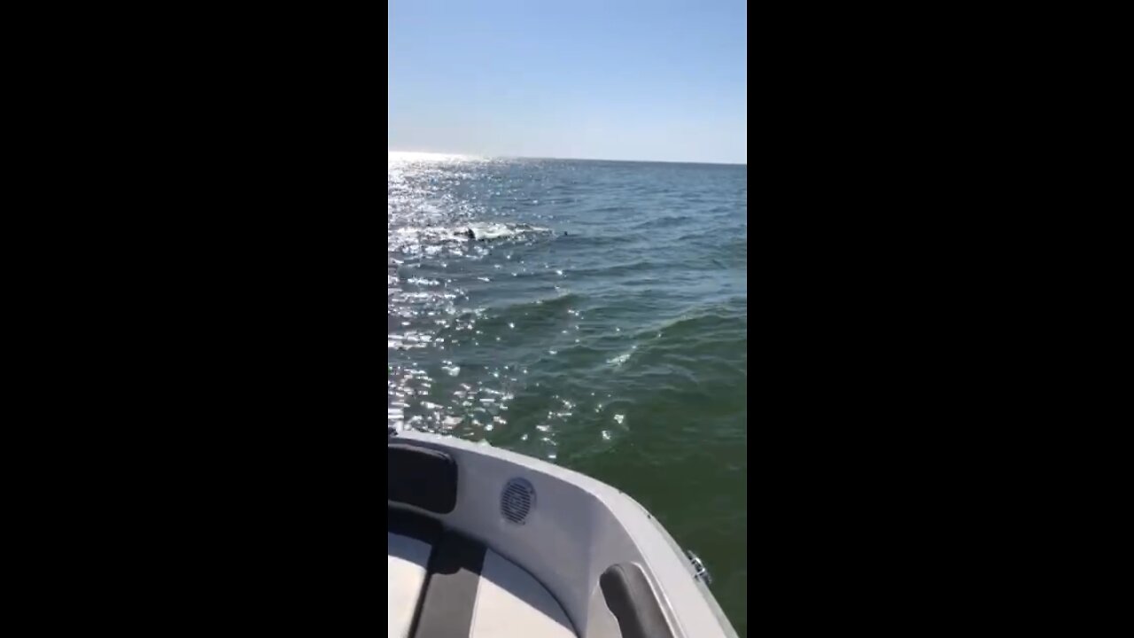 Boating with the Dolphins