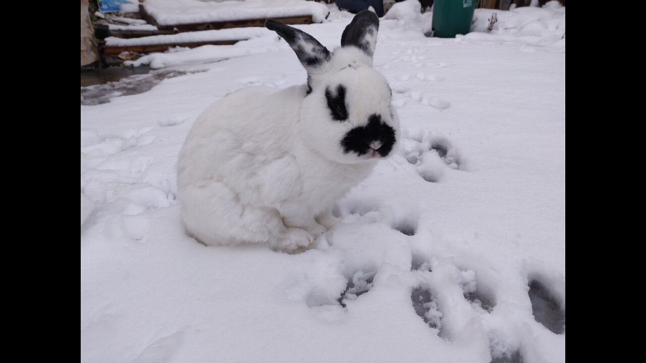 Panda Face Bunny Walking In Snow