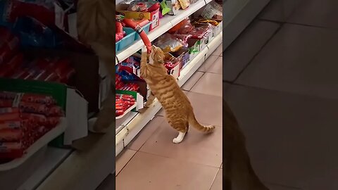 Secret Shopper & Food Tester at your local stores. You should definitely buy it #cat Mama....