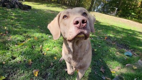 Sunday fun...yellow lipstick and egg thief 😛 #homestead fun #silly dogs