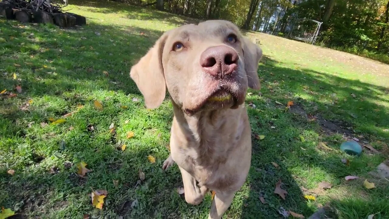 Sunday fun...yellow lipstick and egg thief 😛 #homestead fun #silly dogs