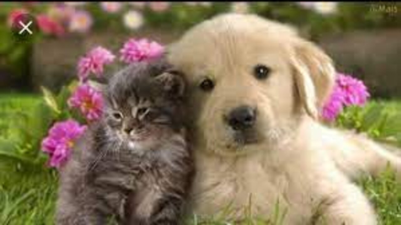 Look at the brave kitten and the fearful beautiful dog