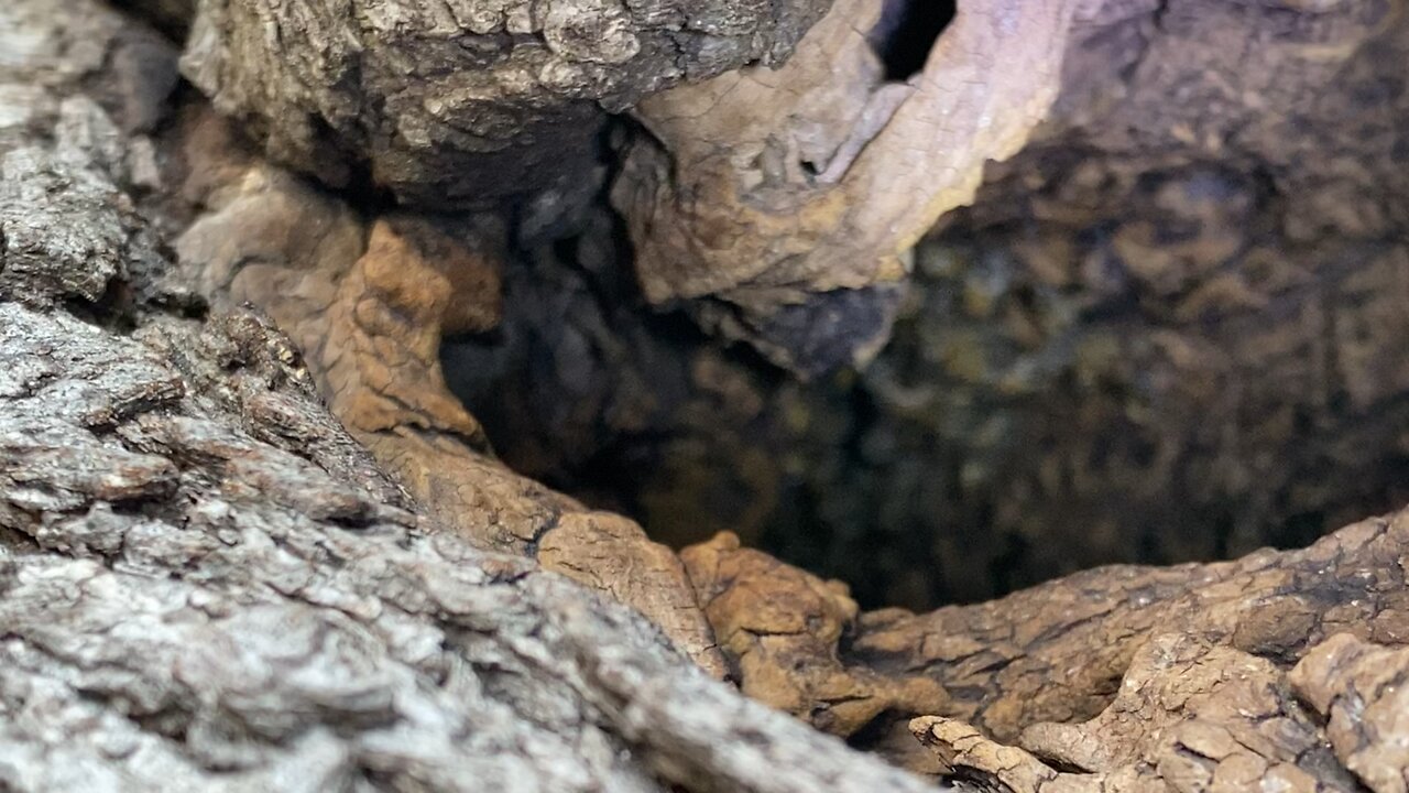 Wild hive, figuring out if queen is still here or robbers. Must relocate girls before tree is put on burn pile.