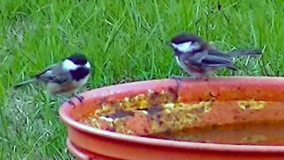 IECV NV #268 - 👀 Chickadee's Exploring The Backyard, And Starlings Flying Off 🐤🐤🐤🐤9-27-2016